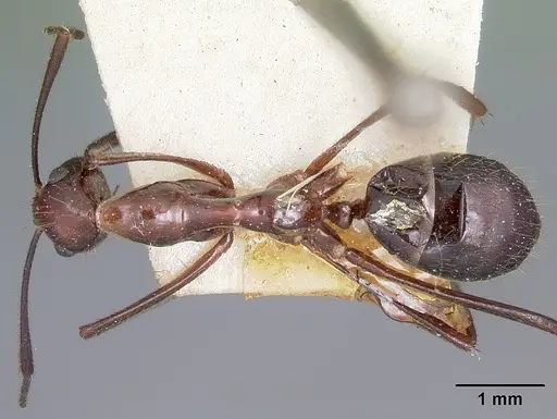 Camponotus imitator - CASENT0104647