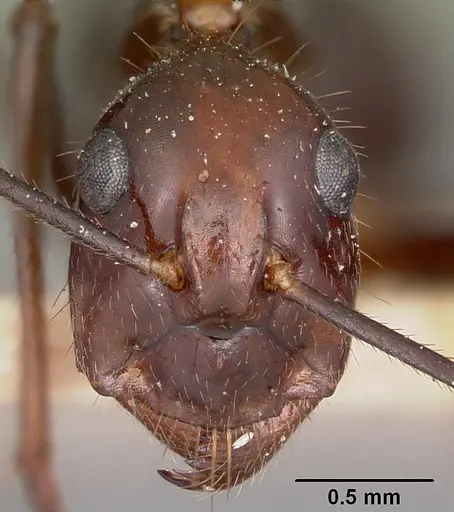 Camponotus imitator - CASENT0104647
