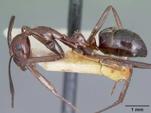 Camponotus imitator - CASENT0104647