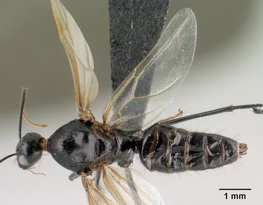 Camponotus imitator - CASENT0145039