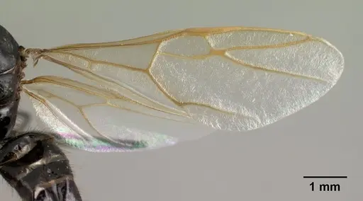 Camponotus imitator - CASENT0145039