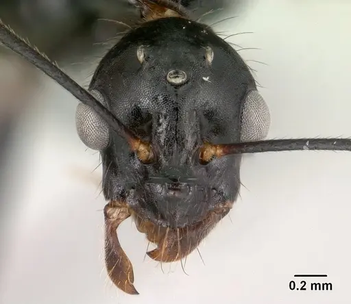 Camponotus imitator - CASENT0145039