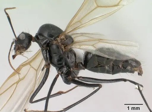 Camponotus imitator - CASENT0145039