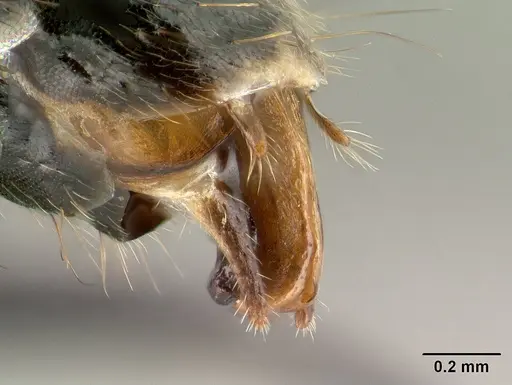 Camponotus imitator - CASENT0145039