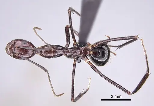 Camponotus imitator - CASENT0209055