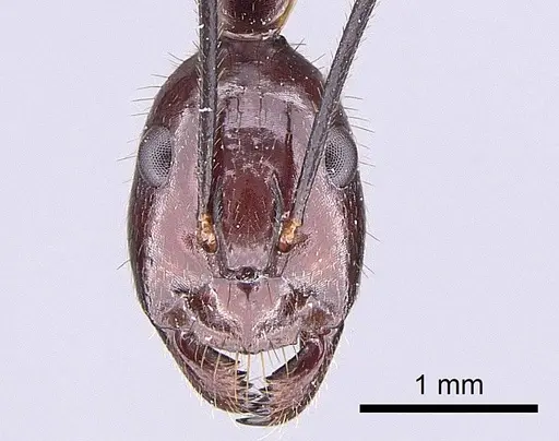 Camponotus imitator - CASENT0209055