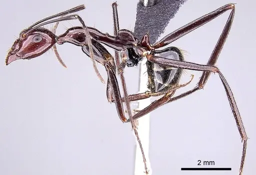 Camponotus imitator - CASENT0209055