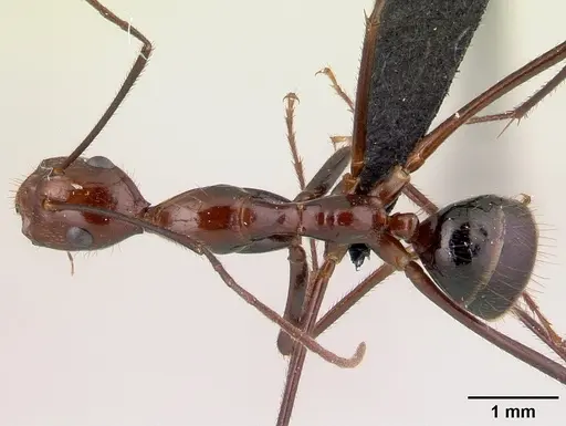 Camponotus imitator - CASENT0452849