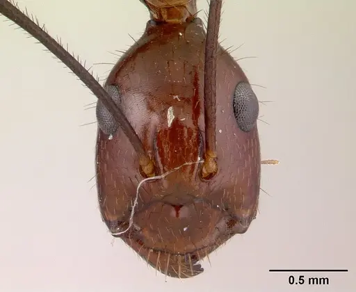 Camponotus imitator - CASENT0452849