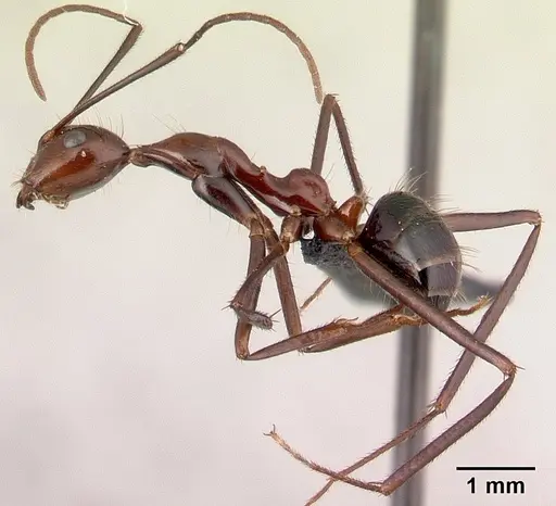Camponotus imitator - CASENT0452849