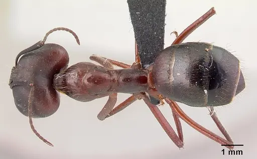 Camponotus imitator - CASENT0452863