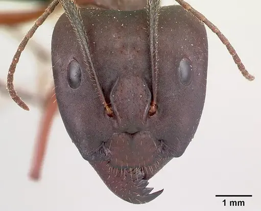 Camponotus imitator - CASENT0452863