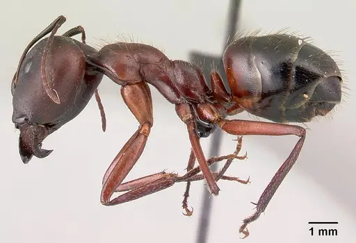 Camponotus imitator - CASENT0452863