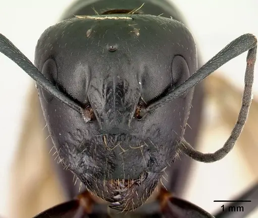 Camponotus immaculatus specimen