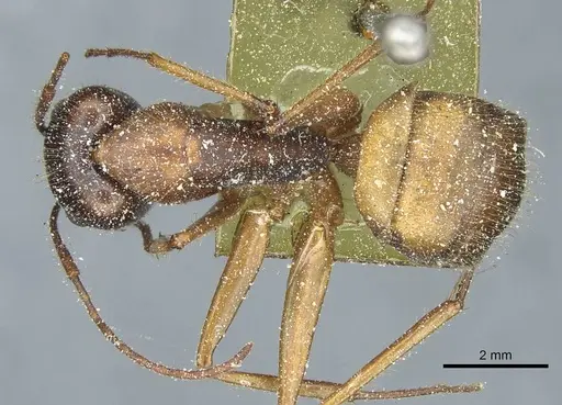 Camponotus immigrans specimen