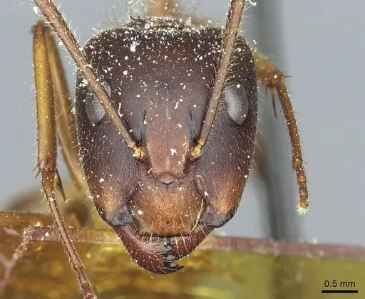 Camponotus immigrans specimen
