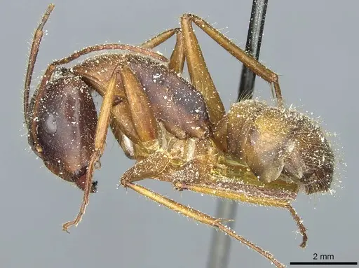 Camponotus immigrans specimen