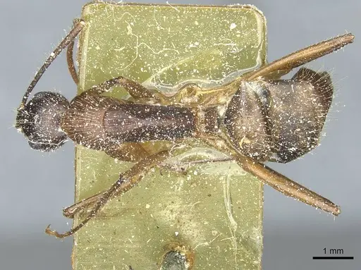 Camponotus immigrans - CASENT0911954