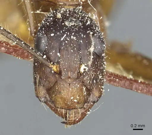 Camponotus immigrans - CASENT0911954