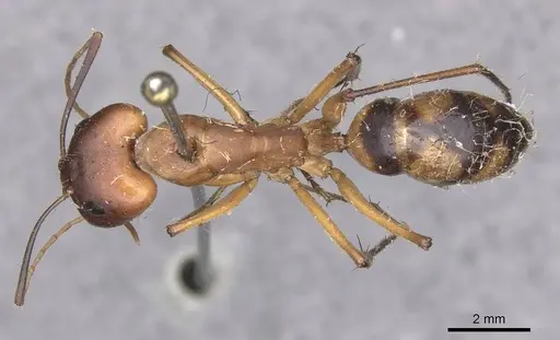 Camponotus importunus specimen