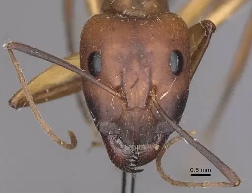 Camponotus importunus specimen