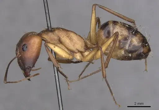 Camponotus importunus specimen