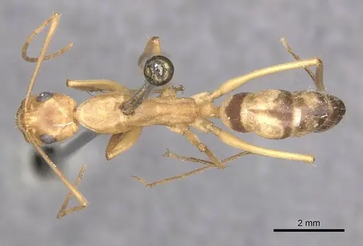 Camponotus importunus - CASENT0910059