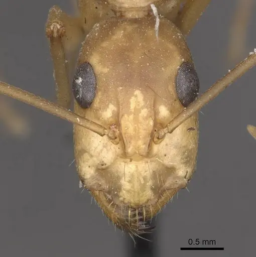 Camponotus importunus - CASENT0910059