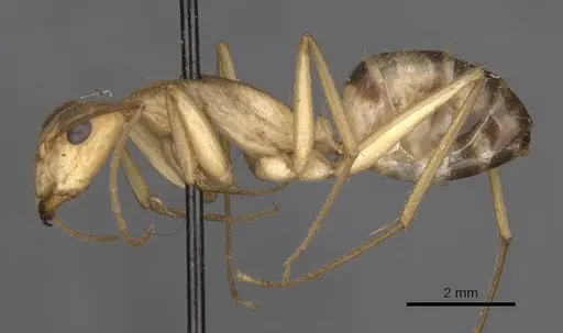 Camponotus importunus - CASENT0910059