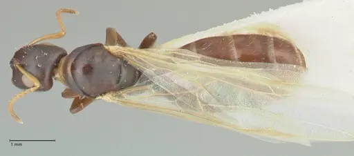 Camponotus impressilabris specimen