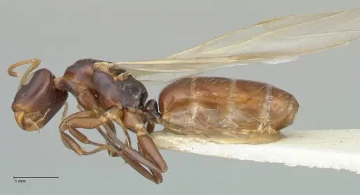 Camponotus impressilabris specimen