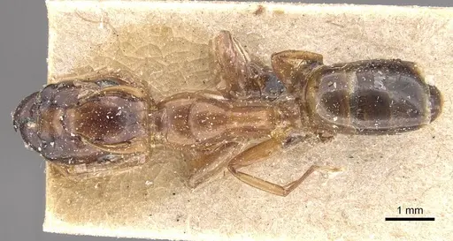 Camponotus improprius specimen
