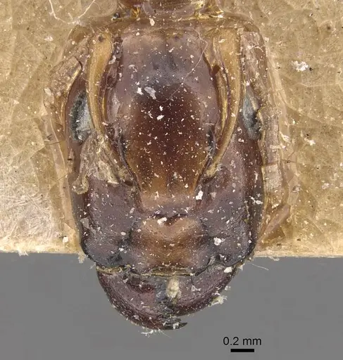 Camponotus improprius specimen