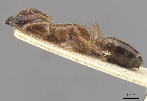 Camponotus improprius specimen