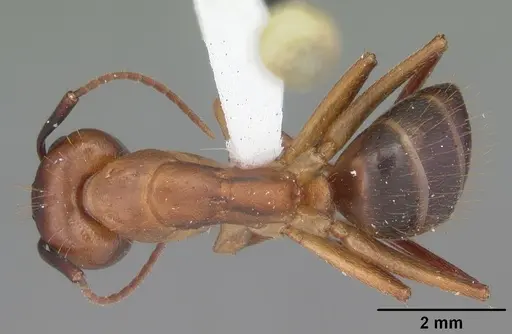 Camponotus inaequalis specimen