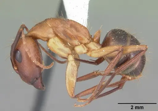 Camponotus inaequalis specimen