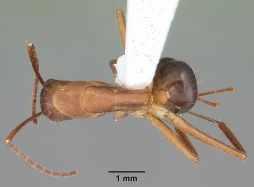 Camponotus inaequalis - CASENT0103717