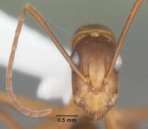 Camponotus inaequalis - CASENT0103717