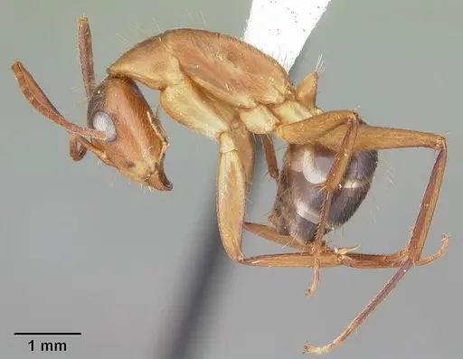 Camponotus inaequalis - CASENT0103717