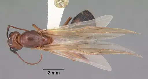 Camponotus inaequalis - CASENT0103719