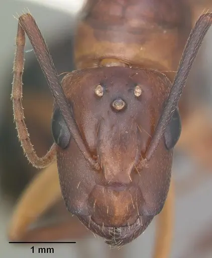 Camponotus inaequalis - CASENT0103719