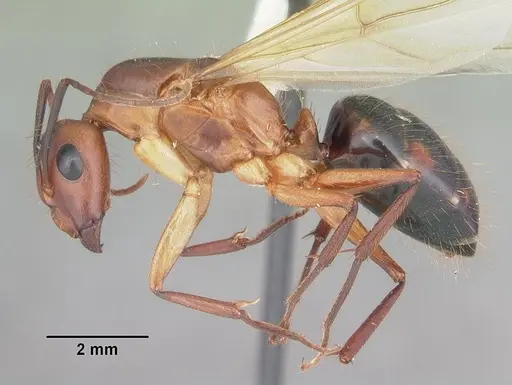 Camponotus inaequalis - CASENT0103719