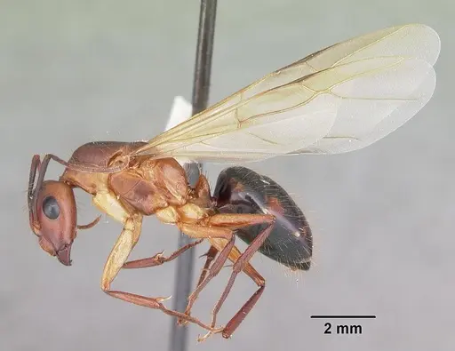 Camponotus inaequalis - CASENT0103719