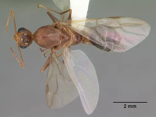 Camponotus inaequalis - CASENT0103720
