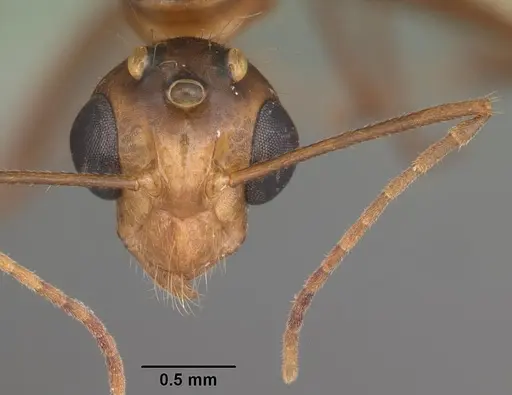 Camponotus inaequalis - CASENT0103720