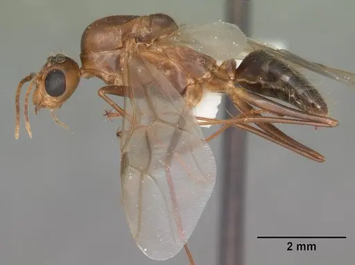 Camponotus inaequalis - CASENT0103720