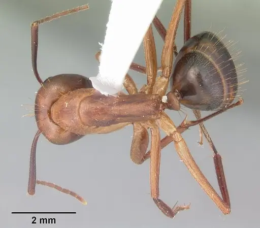 Camponotus inaequalis - CASENT0103721