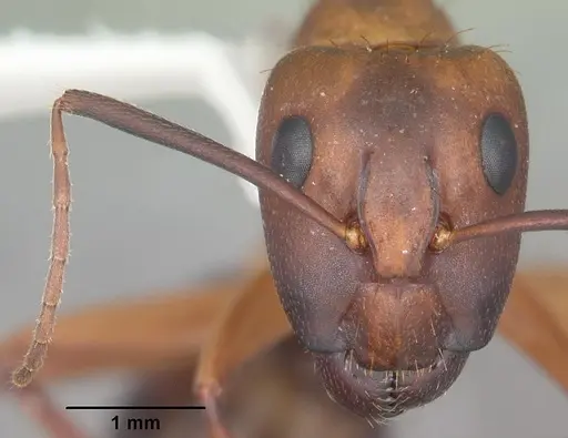 Camponotus inaequalis - CASENT0103721