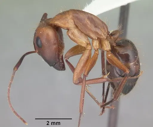 Camponotus inaequalis - CASENT0103721