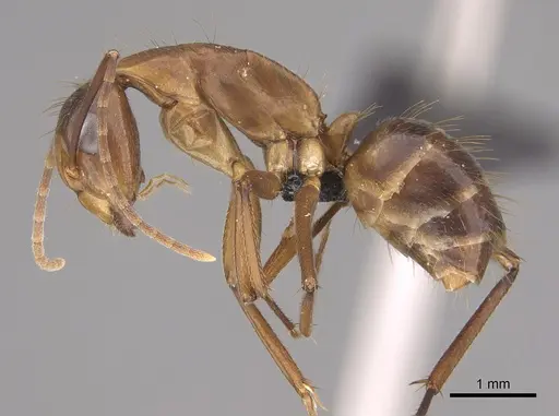 Camponotus inaequalis - CASENT0218847